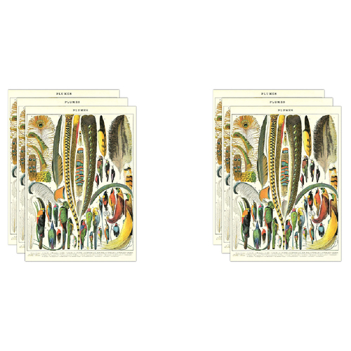 6PK Cavallini Paper Poster Prints/Gift Wrap 50x70cm - Plumes