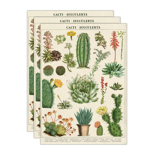 3PK Cavallini Paper Poster Prints/Gift Wrap 50x70cm - Cactus & Succulents