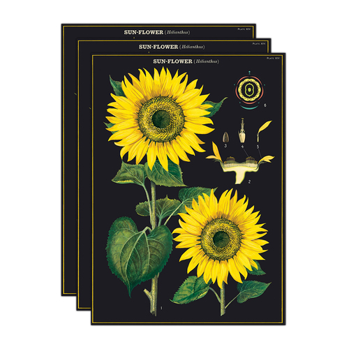3PK Cavallini Paper Poster Prints/Gift Wrap 50x70cm - Sunflower