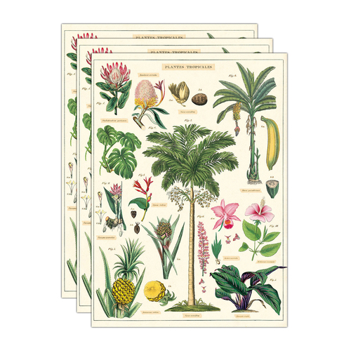 3PK Cavallini Paper Poster Prints/Gift Wrap 50x70cm - Tropical Plants