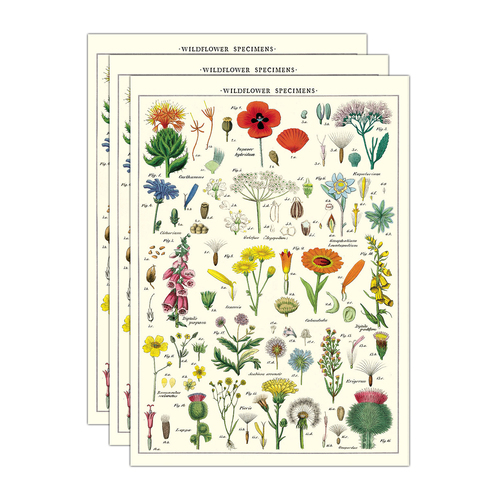 3PK Cavallini Paper Poster Prints/Gift Wrap 50x70cm - Wildflowers