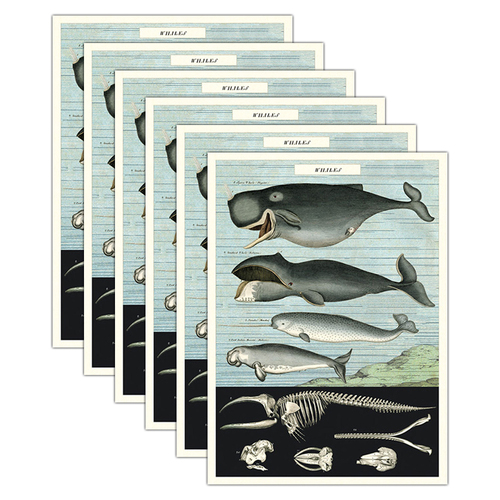 6PK Cavallini Paper Poster Prints/Gift Wrap 50x70cm - Whale Chart