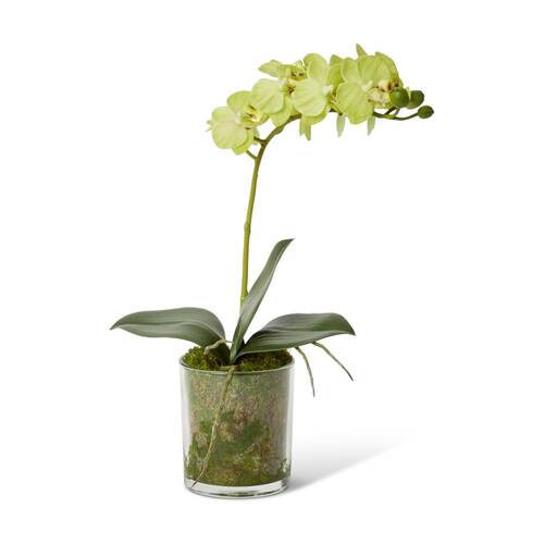 E Style Phalaenopsis Mini Green Orchid Artificial Flower Glass Vessel 17x10x30cm