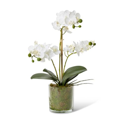 E Style Phalaenopsis Mini White Orchid Artificial Flower Glass Vessel 21x16x40cm