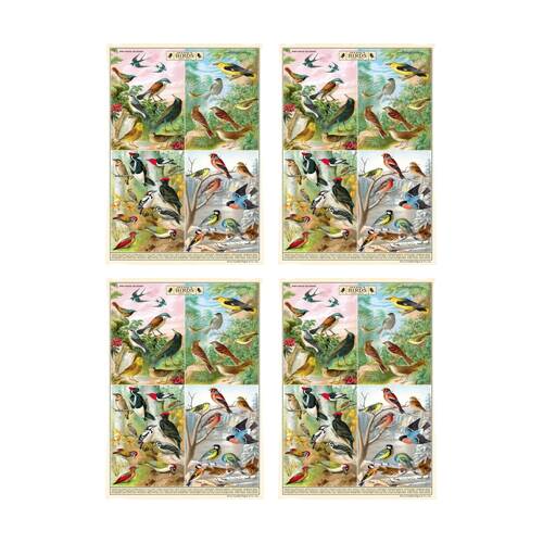 4PK Cavallini Poster Gift Wrap Paper Vintage Art Field Guide to Birds 50x70cm