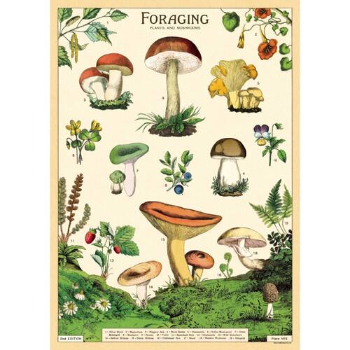 Cavallini Poster Gift Wrap Foraging Vintage Woodland Plants 50x70cm