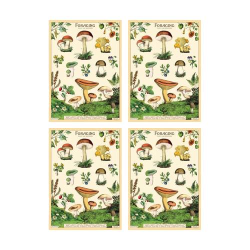 4PK Cavallini Poster Gift Wrap Foraging Vintage Woodland Plants 50x70cm