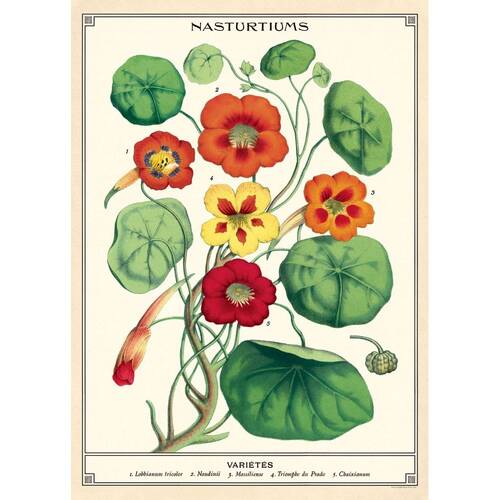 Cavallini Poster Gift Wrap Nasturtiums Vintage Botanical 50x70cm
