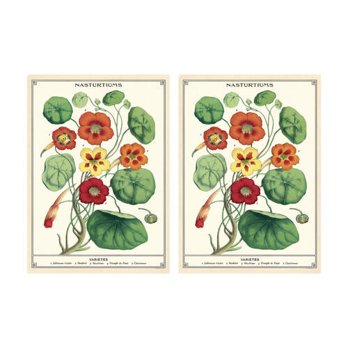 2PK Cavallini Poster Gift Wrap Nasturtiums Vintage Botanical 50x70cm