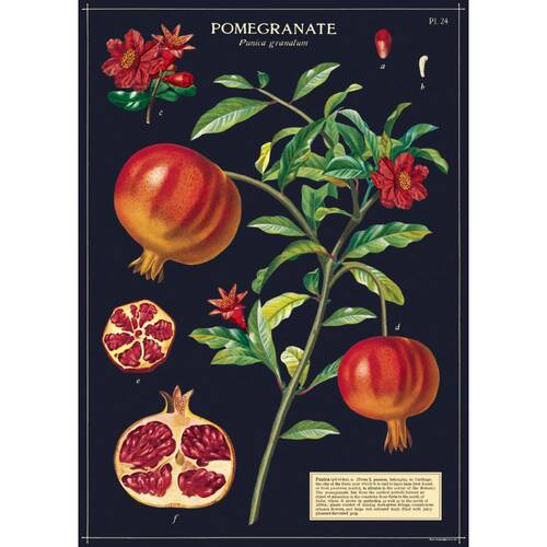 Cavallini Poster Gift Wrap Pomegranate Vintage Botanical Design 50x70cm