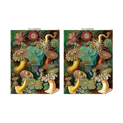 2PK Cavallini Poster Gift Wrap Sea Anemones Vintage Marine 50x70cm