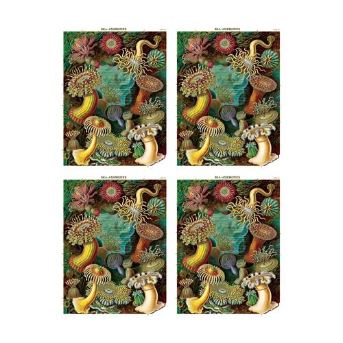 4PK Cavallini Poster Gift Wrap Sea Anemones Vintage Marine 50x70cm