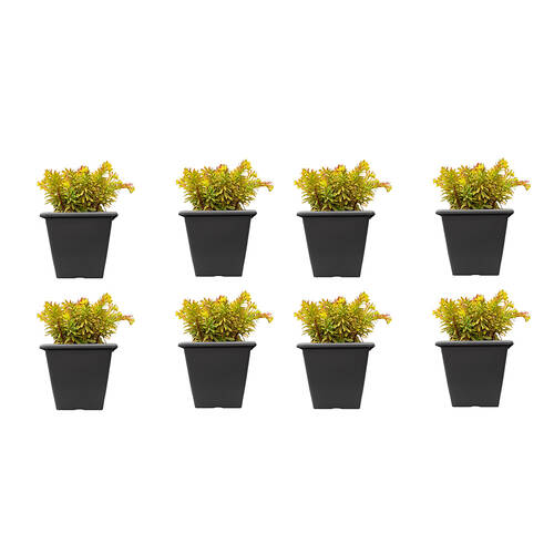 8PK Northcote Pottery Weather Resistant & Light Simon Pot Anthracite Square 28cm