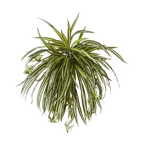 E Style Spider Plant Variegated Indoor Outdoor Plastic Wire 58x58x50cm