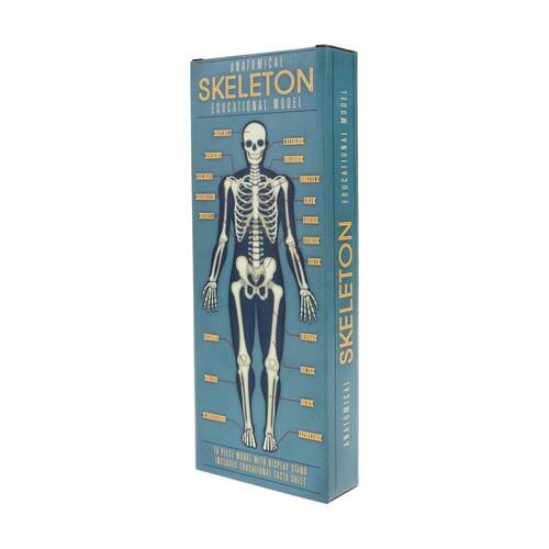 16pc Rex London Anatomy Skeleton Model Educational Activity Toy Kids 3y+