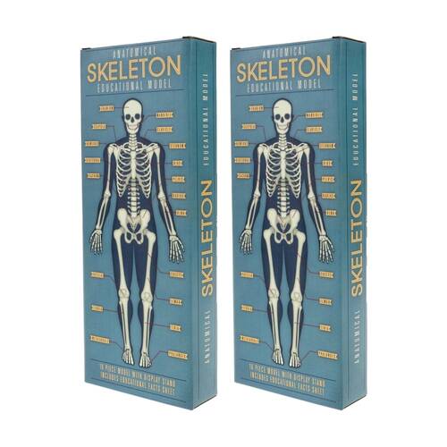 2x 16pc Rex London Anatomy Skeleton Model Educational Activity Toy Kids 3y+