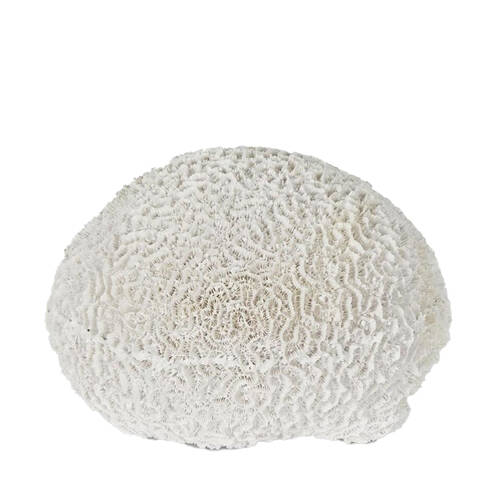 Belle Polyresin Cove White Sea Urchin Sculpture 17x18cm - White