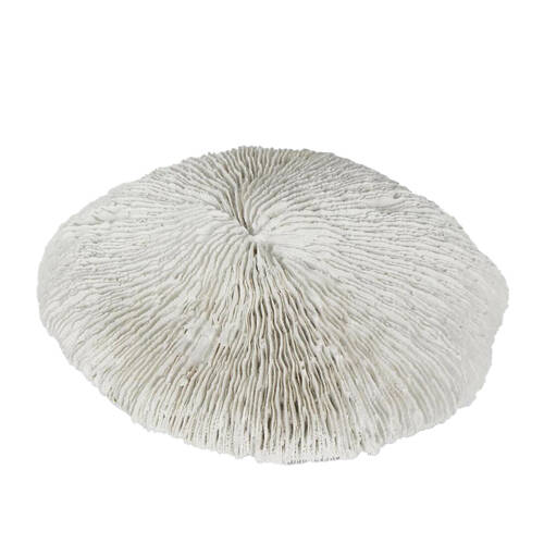 Belle Polyresin Sofi Sea Urchin Sculpture 19x17cm - White