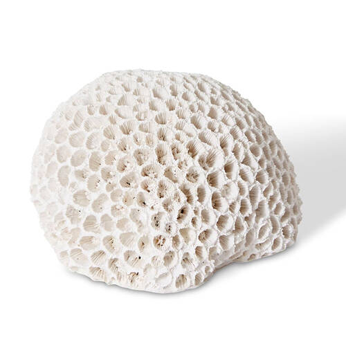 E Style Coral Brain Decorative Display Polyresin 16x13cm - White