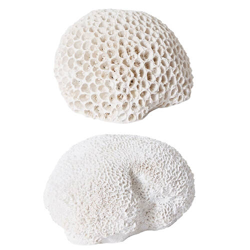2pc E Style Coral Brain 16cm & 23cm Polyresin Combo Set - White
