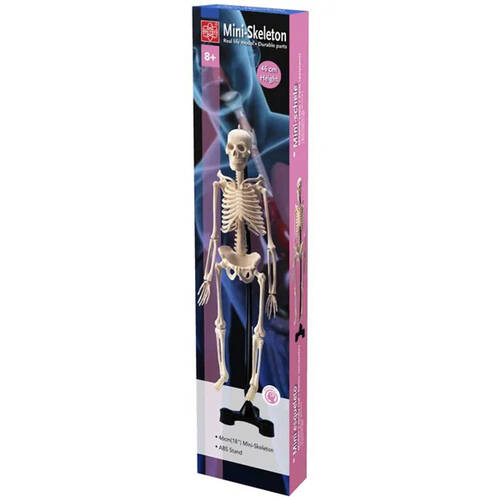 Edu-Toys Mini Skeleton 46cm Kids/Children Educational Toy 8y+