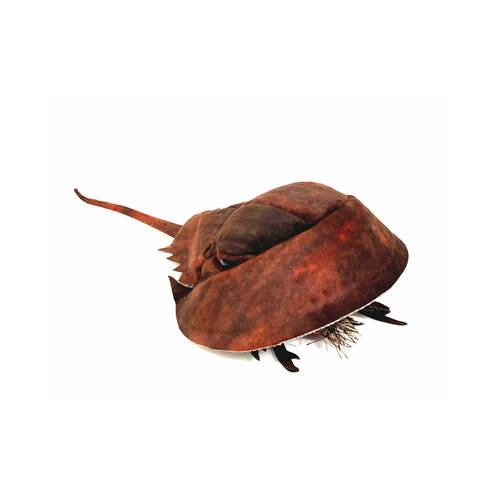 Folkmanis Horseshoe Crab Hand Puppet 38cm Kids Toy 3y+
