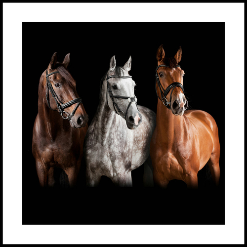 Three Horses Framed Print Home Decor Square 45x45cm Glass/Plastic