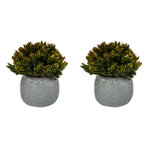 2PK LVD Potted 17cm Formal Moss Artificial Faux/Fake Plant Small - Red