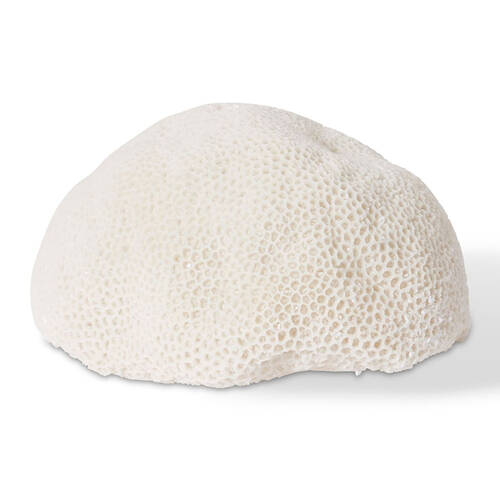 E Style Coral Resin Lamp Starlet Light 35x27cm - White