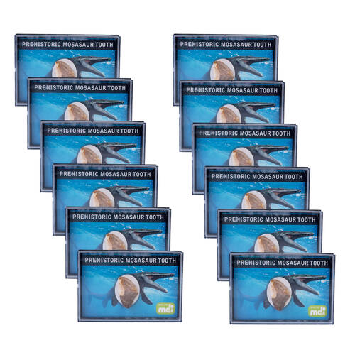 12PK MDI Dino Island Prehistoric Mosasaur Reptile Tooth Collectable 1x1x1.5cm