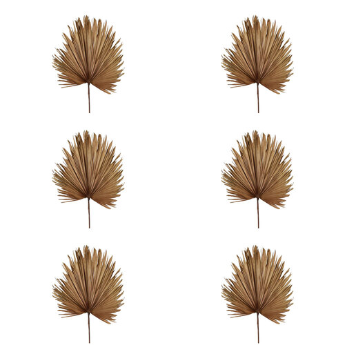 6PK Belle Preserved Palm Leaf Home Decor Large 114cm Brown
