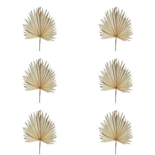 6PK Belle Preserved Palm Leaf Cream Home Decor Large 114cm Cream