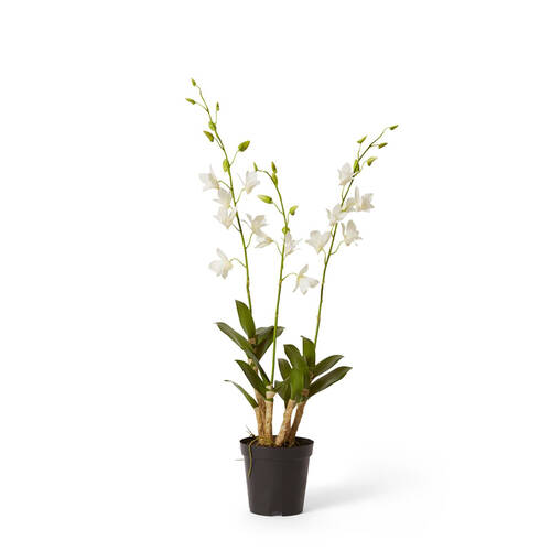 E Style Plastic Potted Orchid Dendrobidium 30x89cm - White
