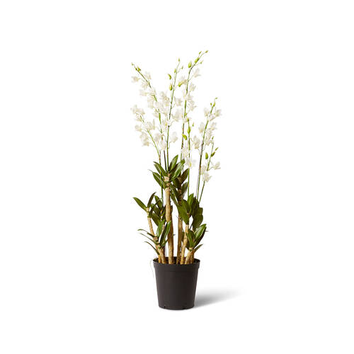 E Style Orchid Dendrobidium Potted Garden Decor 35x131cm - White