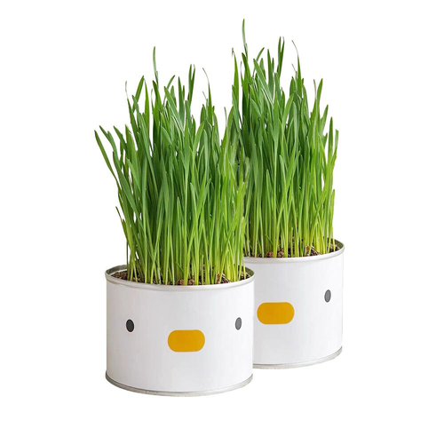 2PK Purroom Cat/Kitten Grass Cultivation Kit Pet Hairball Remedy Chick