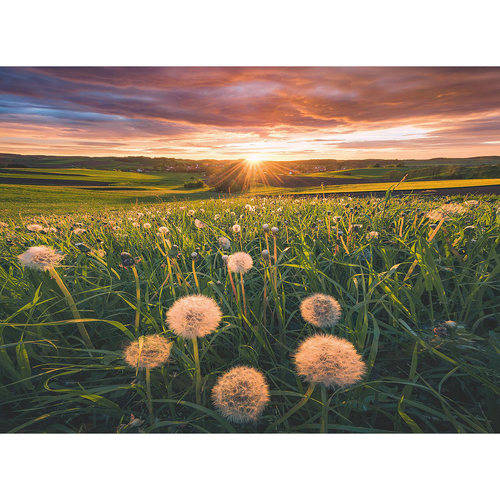 500pc Ravensburger Dandelions at Sunset Jigsaw Puzzle Adults