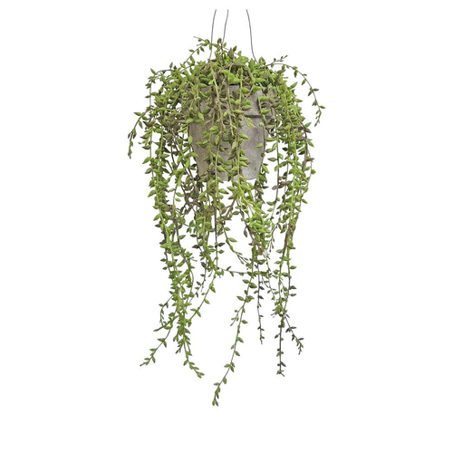 Belle Hanging Potted Senecio GREENERY - HANGING FOLIAGE