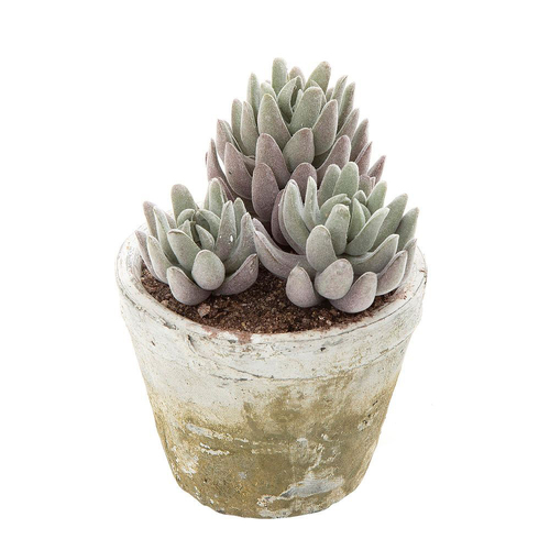 Belle Succulent in Lge Pot 16cm Grey POTTED & PRE-MADE - SUCCULENTS