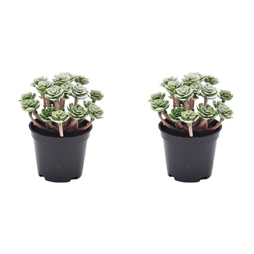 2x Urban Potted Artificial 13cm Roseum Fake Plant - Green