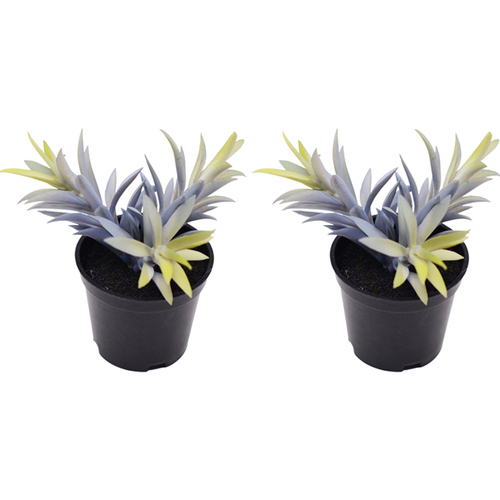 2x Urban 14cm Potted Succulent Artificial Plant - Blue